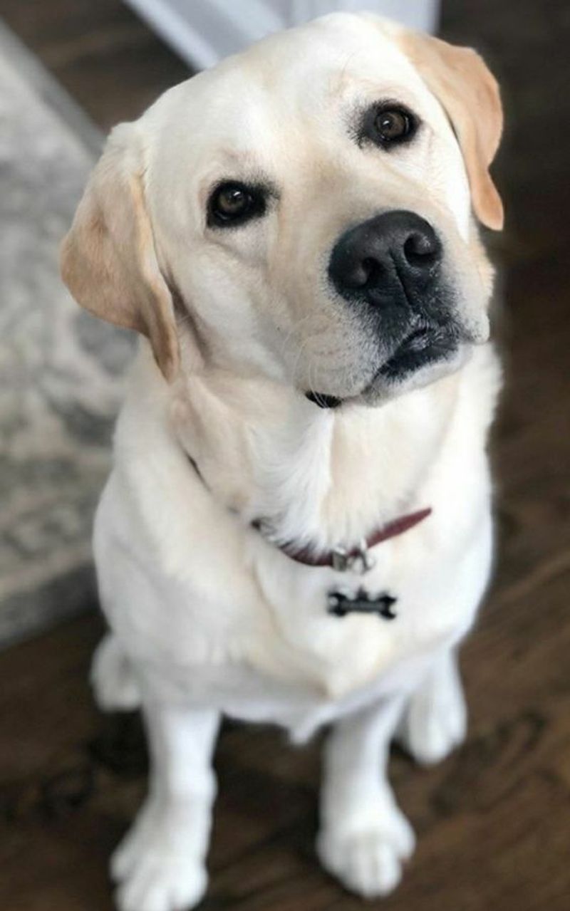 Labrador Retriever