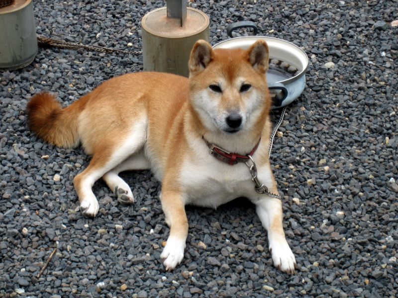 Shiba Inu