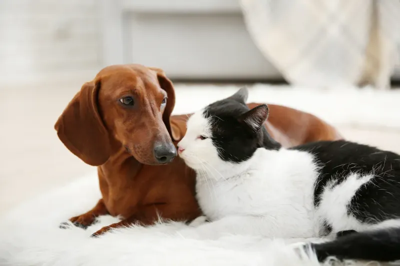 Dachshund