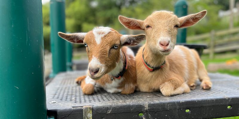 Benny the Goat