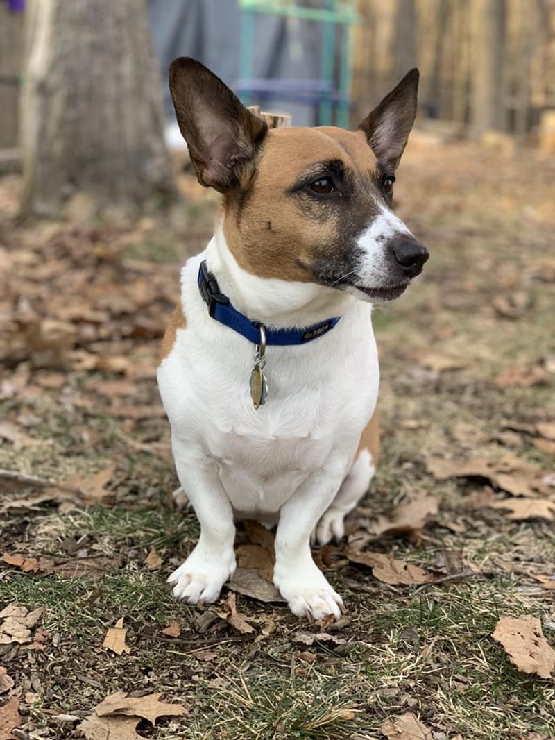 Jack Russell Terrier