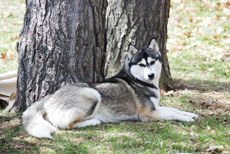 Siberian Husky