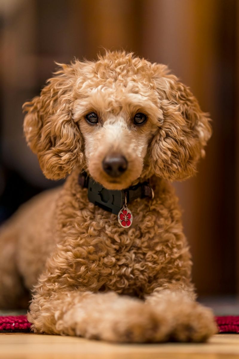 Poodle