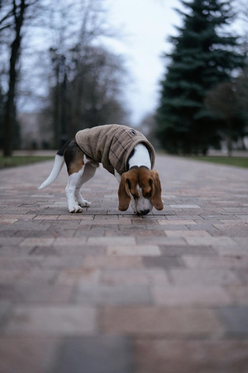 Beagle