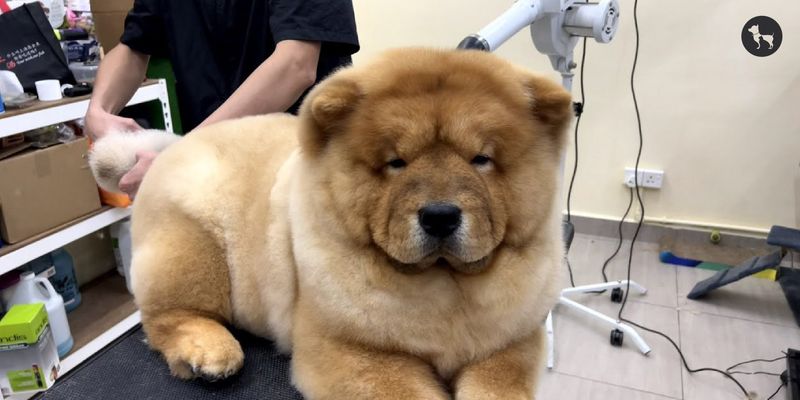 Chow Chow