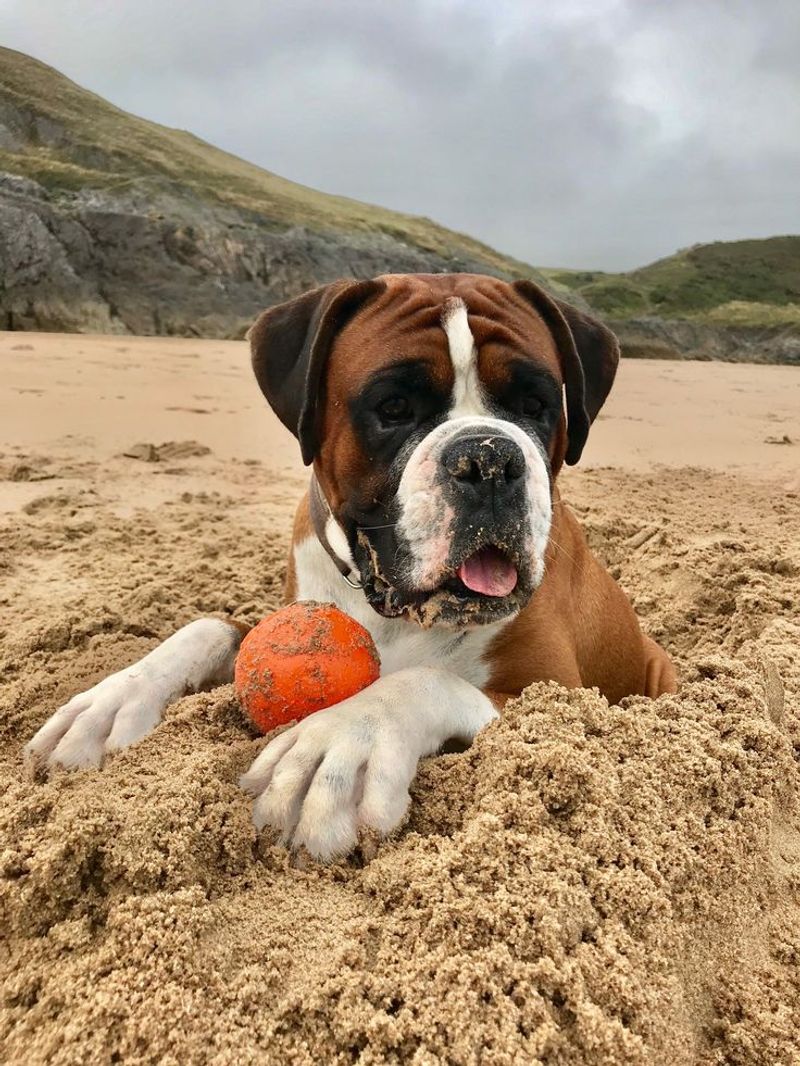 Boxer