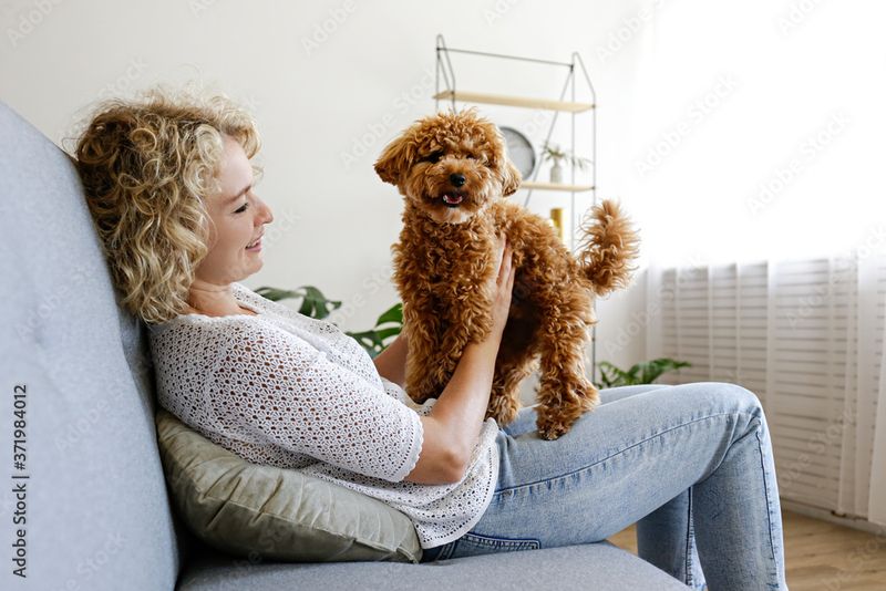 Poodle