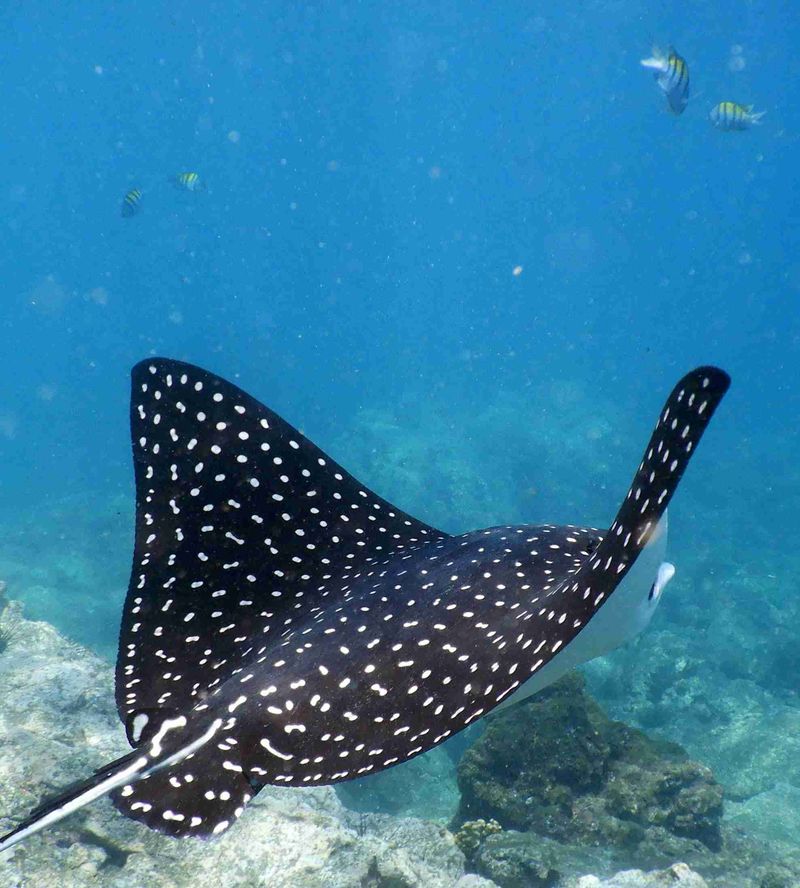 Spotted Eagle Ray