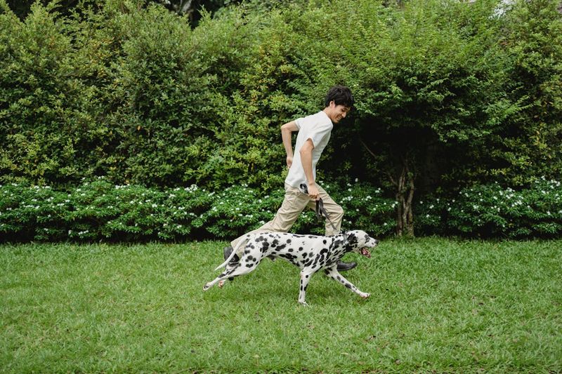 Dalmatian