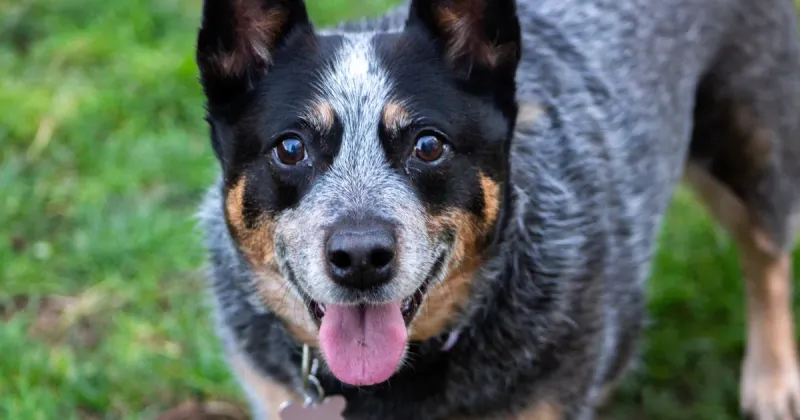 Australian Cattle Dog