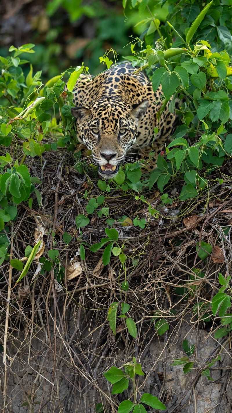 Elusive Jaguars