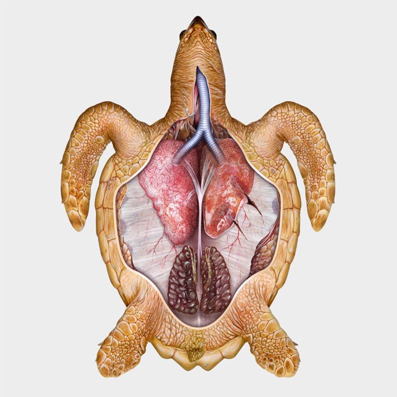 Bizarre Turtle Respiratory Systems