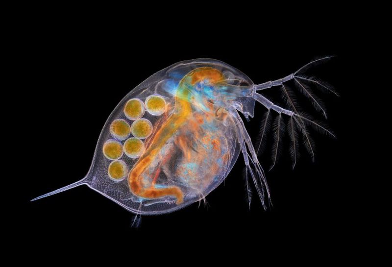 Daphnia