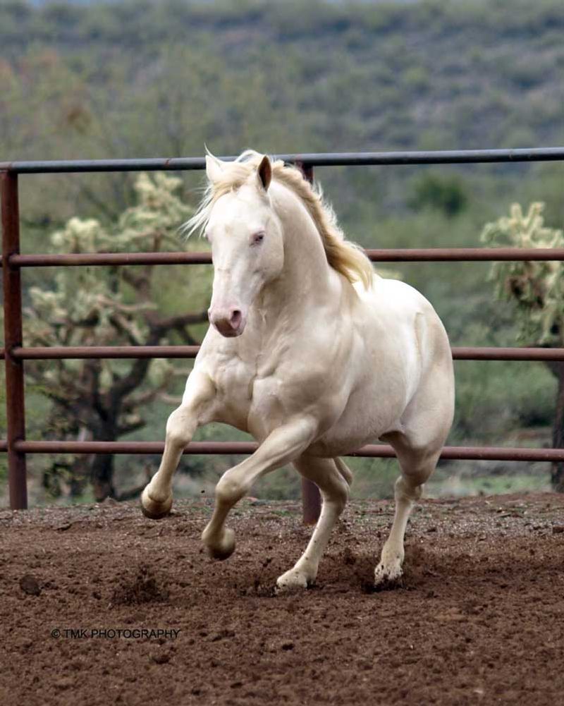 Perlino