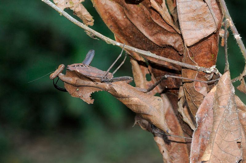 Dead Leaf Mantis