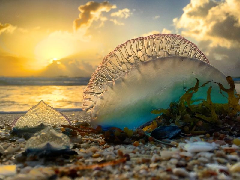 Polymorphic Colony