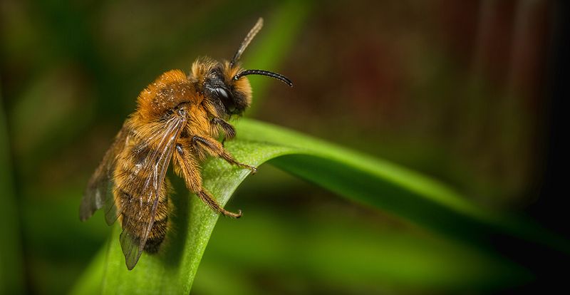 Biodiversity Loss