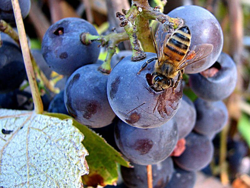 Impact on Wine Production