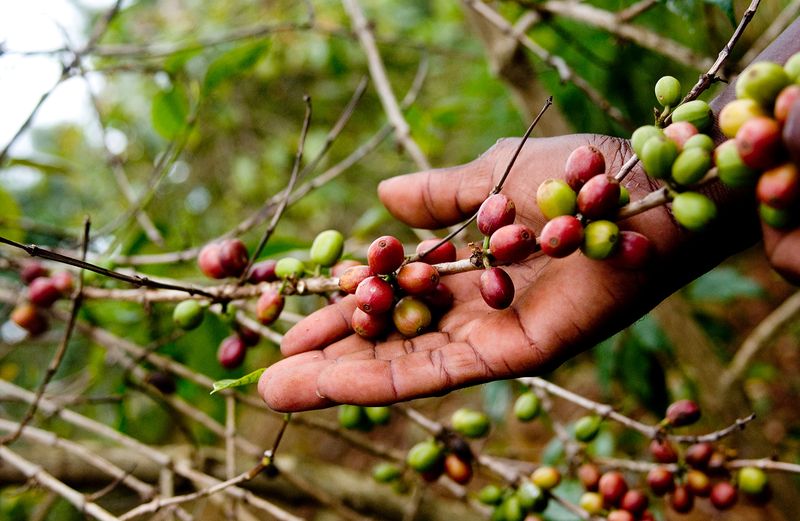 Reduced Coffee Production
