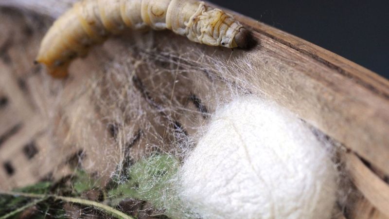 Silk Production by Silkworms