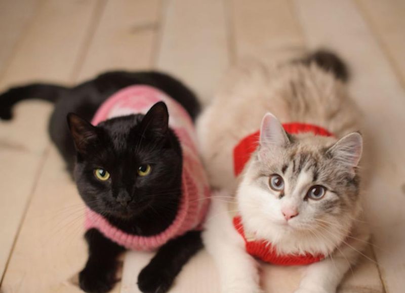 Clothing for Cats (Hated)