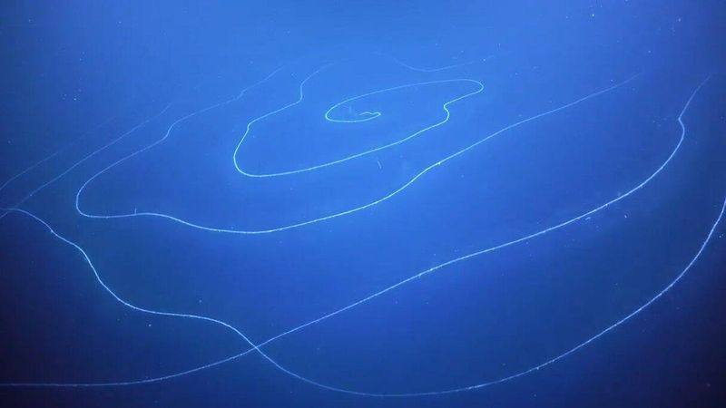 Giant Siphonophore