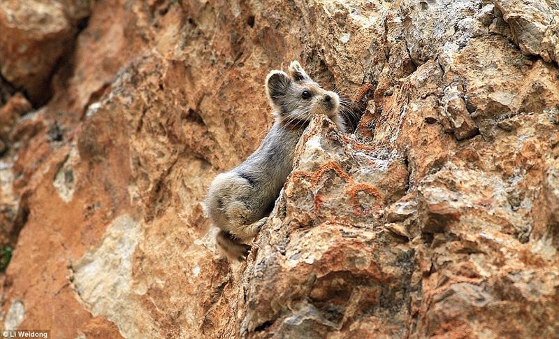 Ili Pika