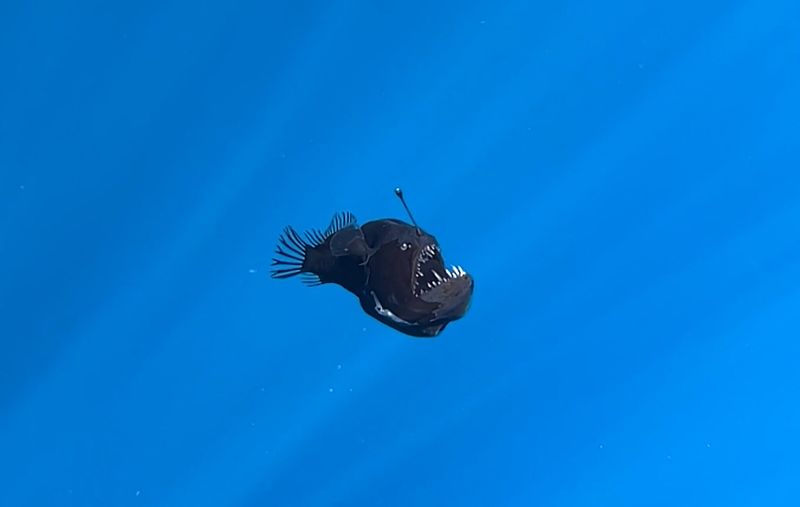 Anglerfish