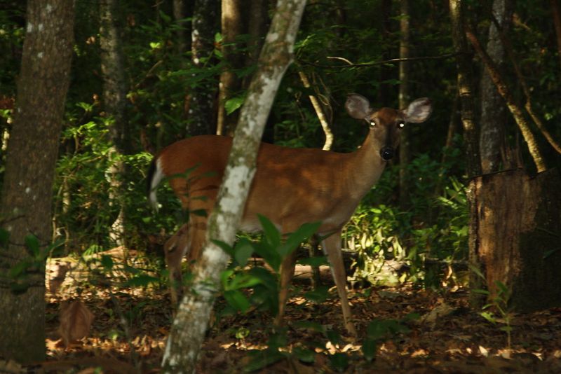 Deer