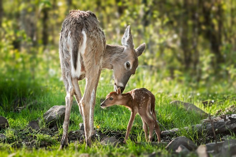Deer