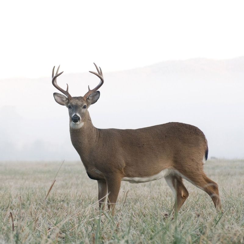 Deer