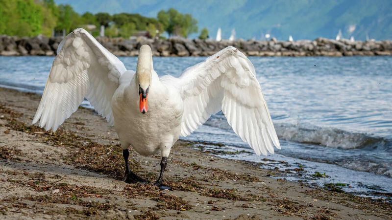 Swans