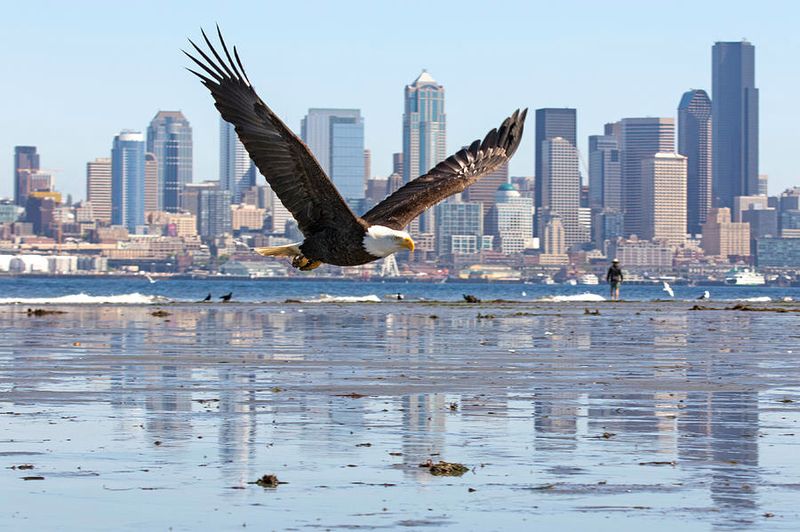 Bald Eagles