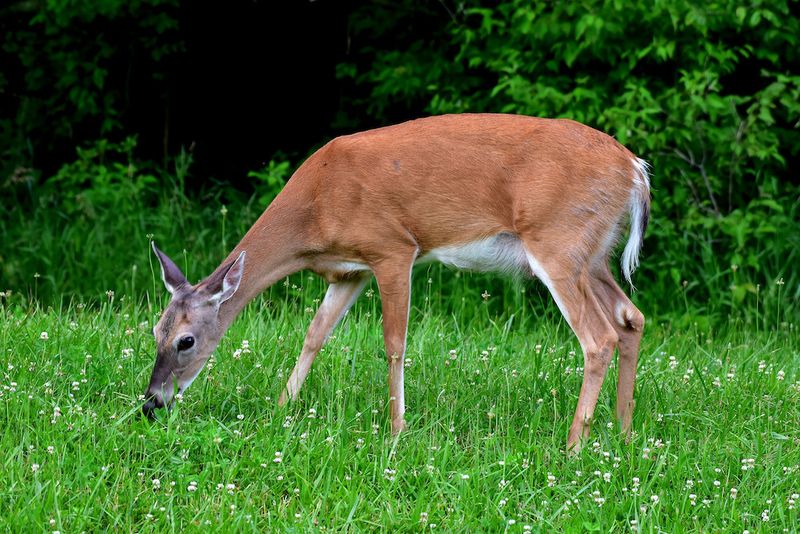 Herbivorous Diet