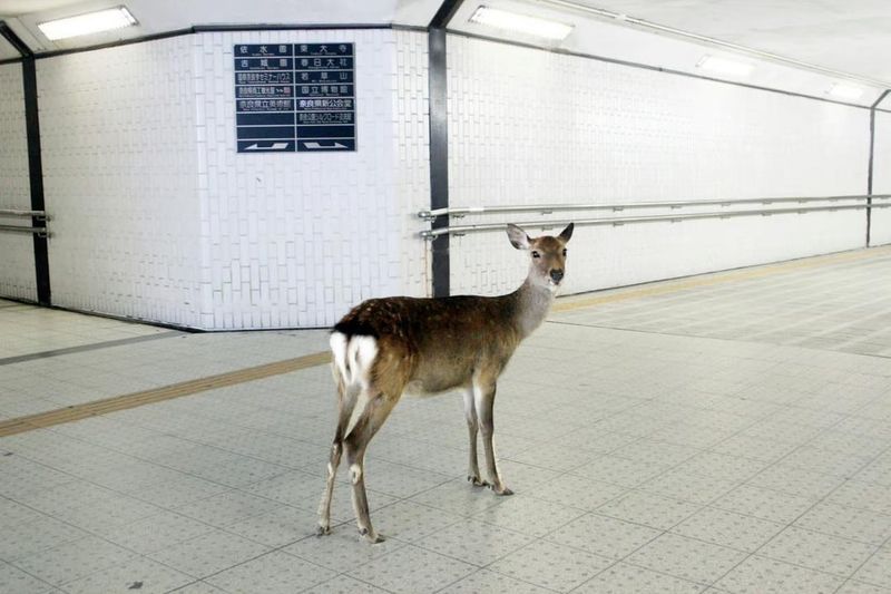 Deer in Nara's Subway Station