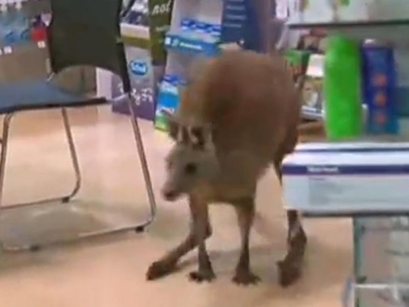Kangaroo in an Office Building