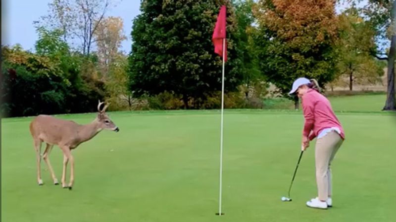 Deer on the Fairway