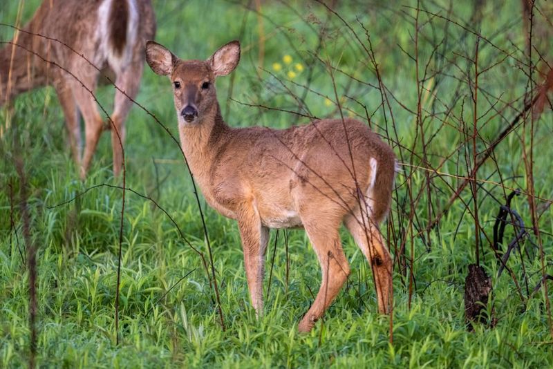 Deer