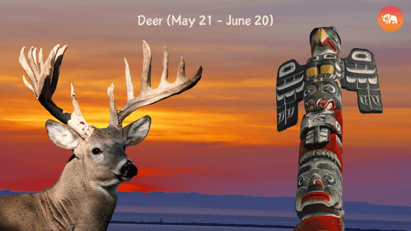 Deer