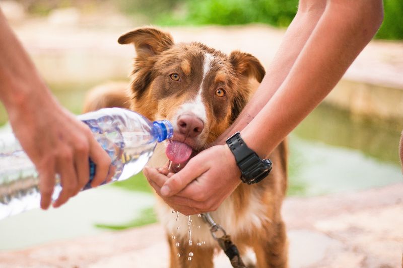 Dehydration