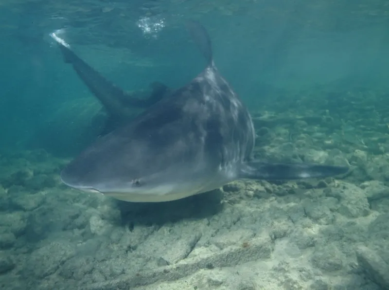 Florida - Bull Shark