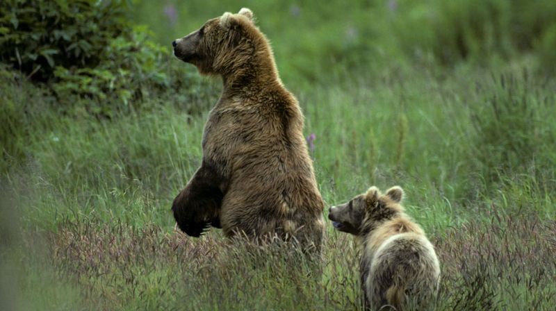 Selkirk Grizzly Bear