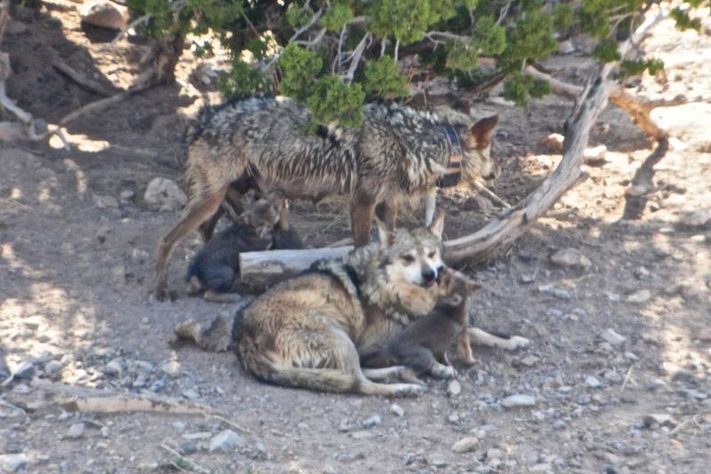 Gila Wilderness, New Mexico