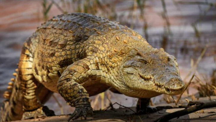 Desert Crocodiles of the Sahara: Nature’s Most Surprising Adaptation