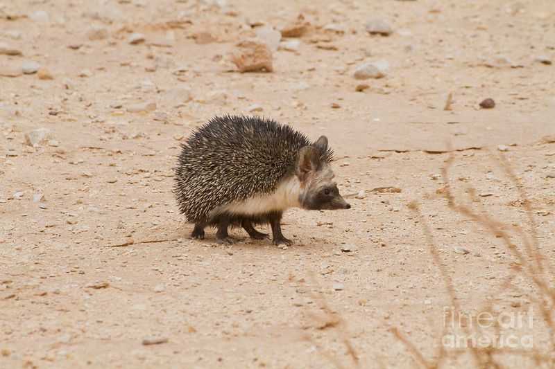 Desert Hedgehog
