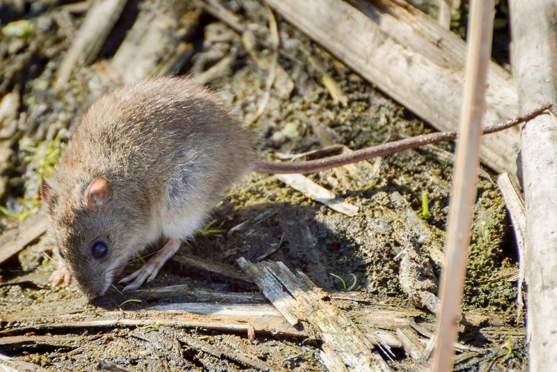 Marsh Rice Rat