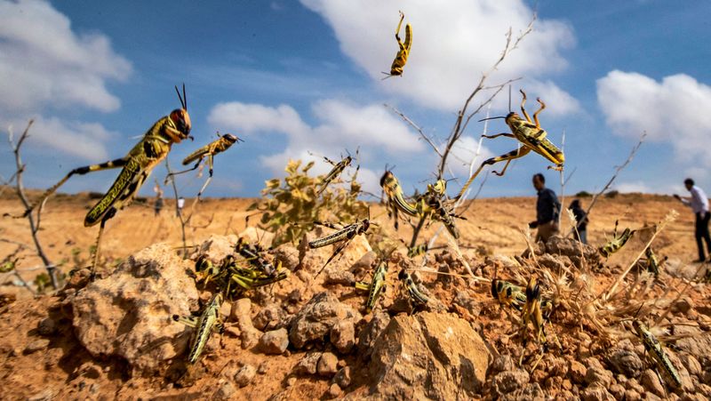Desert Locust