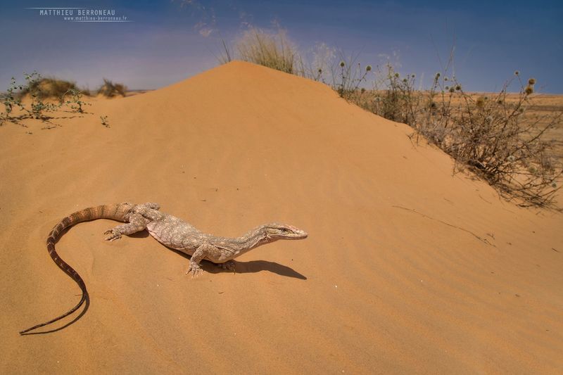 Desert Monitor Lizard