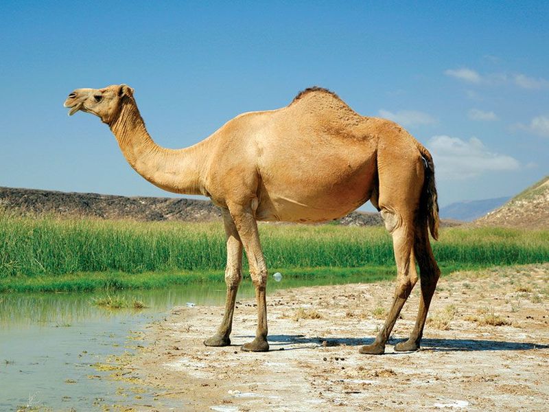 Dromedary Camel