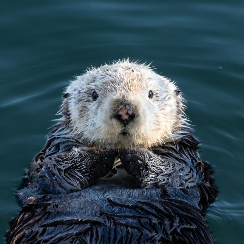 Sea Otter